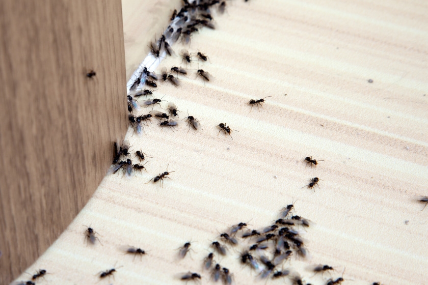 Top Signs You Have an Ant Infestation in Canberra and How to Handle It