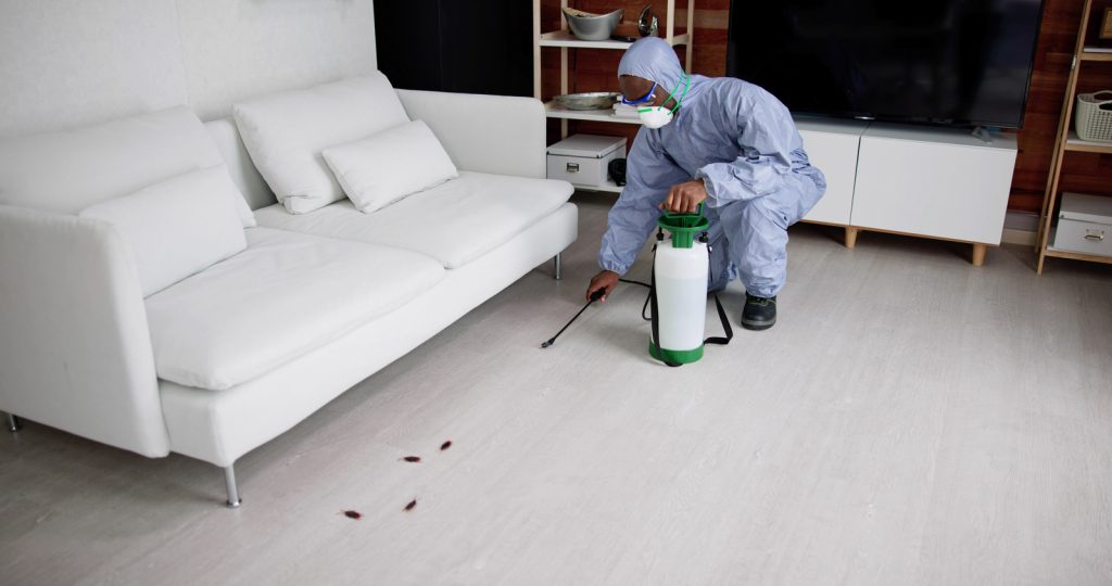 Top Pest Control Tips for Canberra Homeowners: Keeping Your Property Safe Year-Round