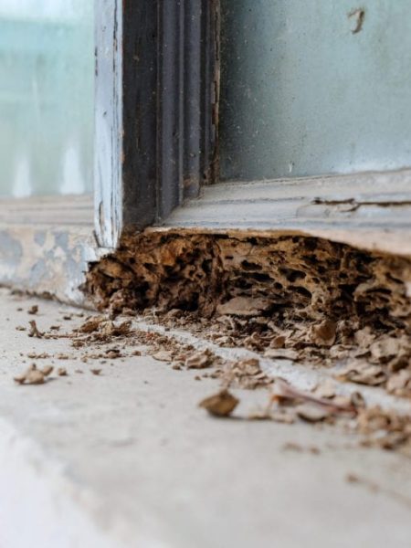 Timber pest damage